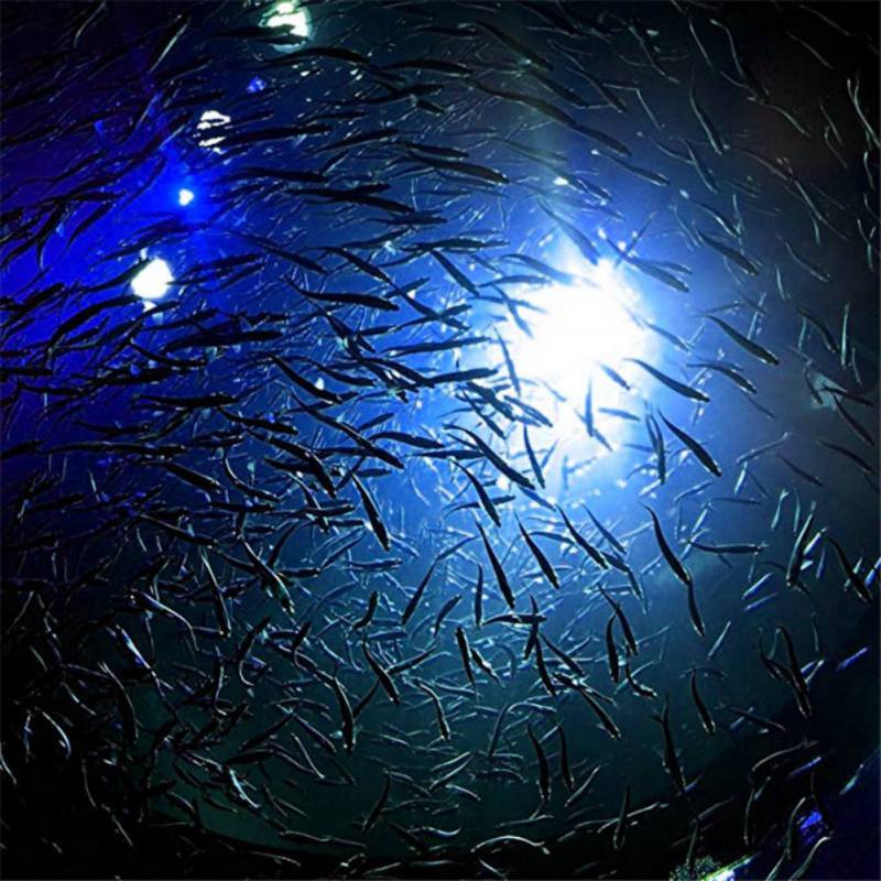 미니 낚시 매력 램프 빛나는 미끼 LED 깜박이는 낚시 - Fishing Boat Navigation Light 리뷰 및 가격